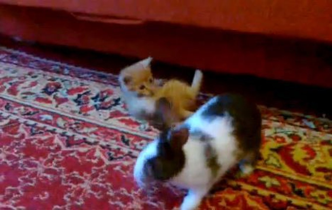 Lapin VS Chaton : le combat de l'année