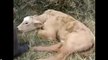 Un éleveur affirme que des extraterrestres tuent ses vaches !