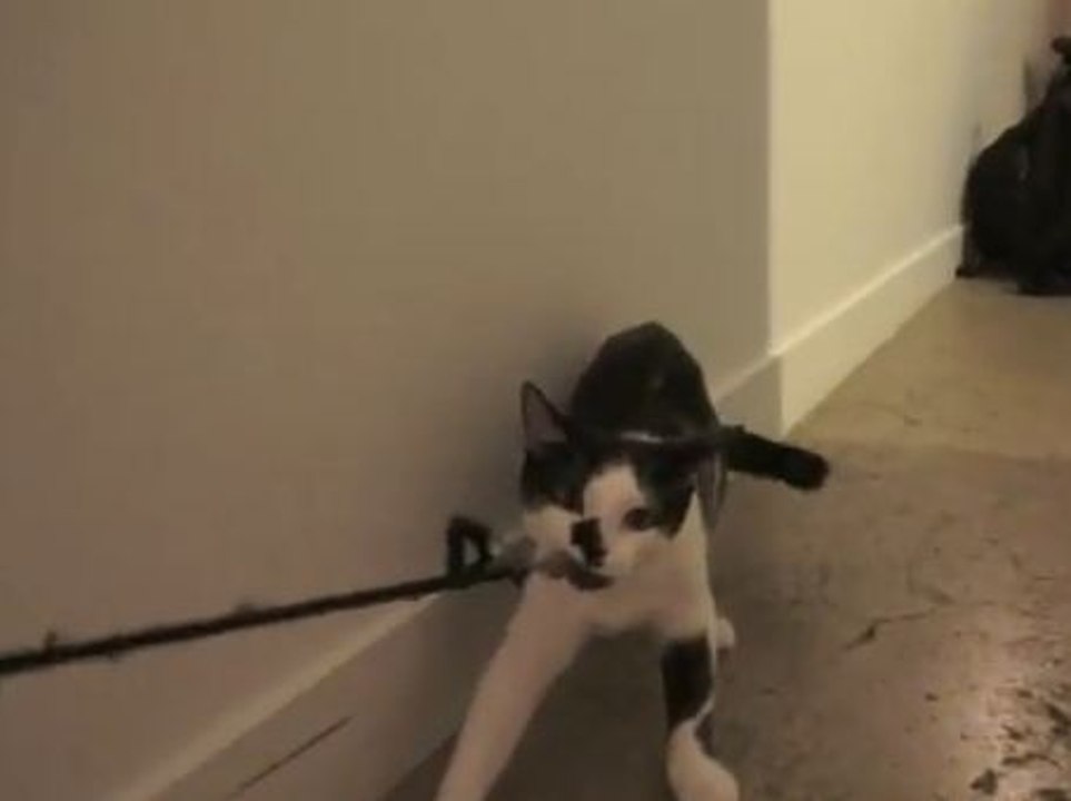 Voici comment les chats font pour dominer le monde