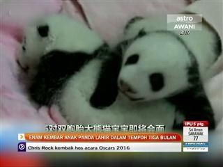 Enam kembar anak panda gergasi lahir dalam tempoh tiga bulan