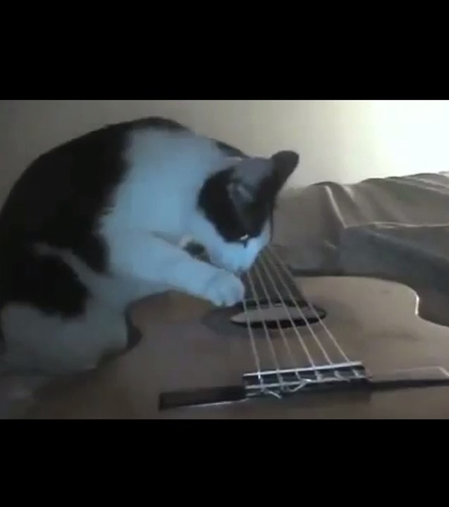 Ce chat joue de la guitare... pendant un tremblement de terre !