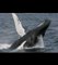 Des centaines de baleines se rassemblent au large de la Californie
