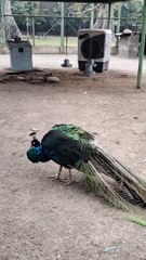 Beautiful Peacock  Video By Kingdom of Awais