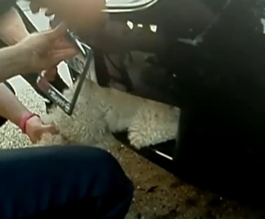 Ce chien s'est retrouvé coincé dans le pare-chocs d'une voiture pendant 17 kilomètres