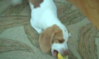 Ce chien se bat contre un morceau de citron