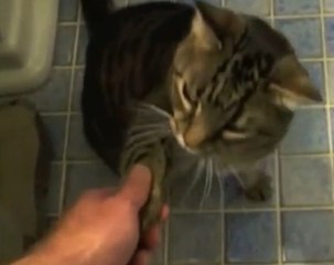 Ce chat obéit  à son maître au doigt et à l'oeil