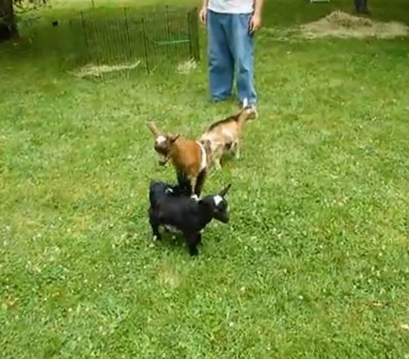 Cette petite chèvre joue à saute-mouton