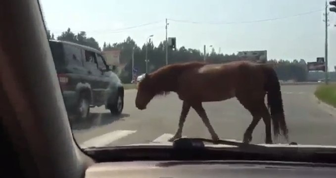 Ce cheval respecte la signalisation routière à la lettre