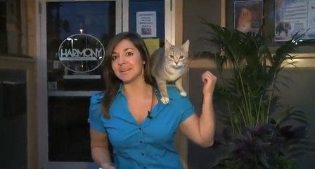 Un chat grimpe par surprise sur une journaliste en plein direct