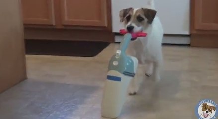 Ce chien sait parfaitement comment se rendre utile!