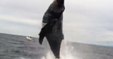 Le saut mémorable d’une baleine en pleine mer!