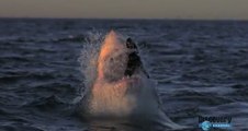 Vivez des attaques de requin en slow motion