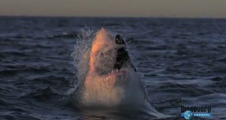 Vivez des attaques de requin en slow motion