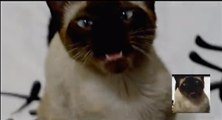 Ce chat reproduit le générique de Game of Thrones