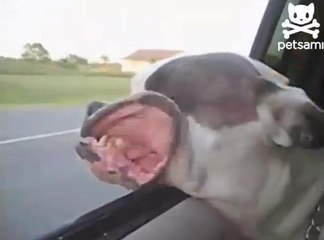 En voiture, ce chien a les babines qui s'envolent