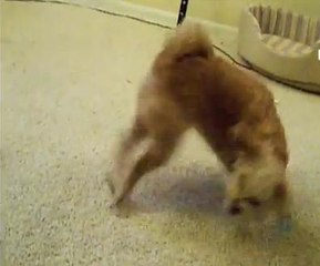 Ce chien veut s'attraper la queue... en vain !