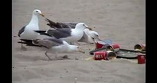 Ils ont donné des laxatifs à manger aux mouettes!