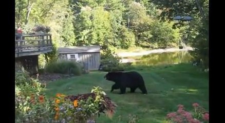 Zapping du web : regardez-la chasser un ours de son jardin en criant !
