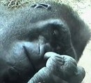 Ce gorille se cure le nez et mange le trésor qu'il y trouve