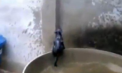 En voulant grimper sur un mur, ce chat atterrit à chaque fois dans l'eau