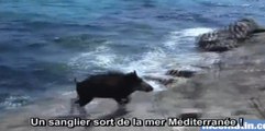 Zapping du Web : un sanglier sort de la mer Méditerranée !