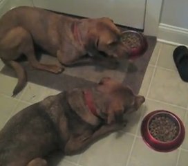 Ces chiens font la prière avant de manger