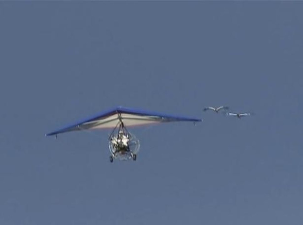 Vladimir Poutine apprend à voler à des grues !