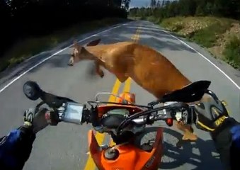 Il heurte une biche en pleine course de moto