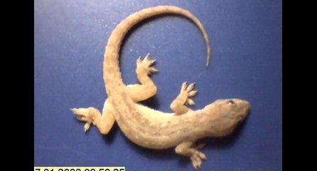 Ce lézard s'est fait manger tout cru par des fourmis!