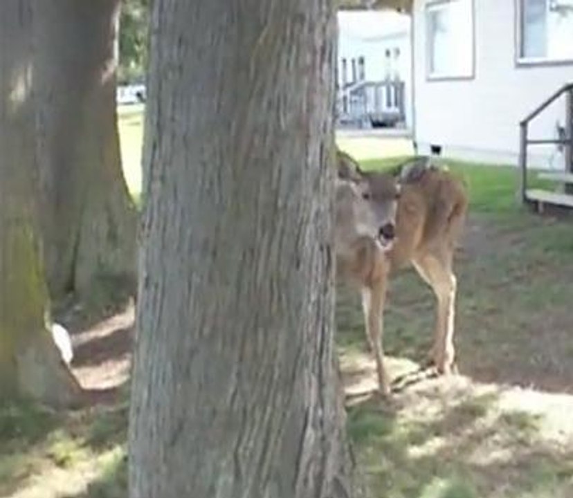 Cette biche joue à cache-cache avec le cameraman