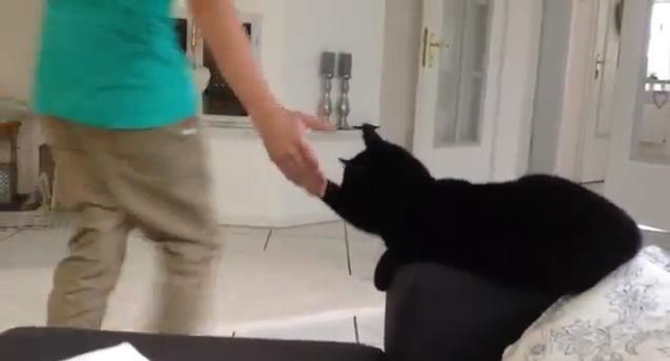 Voici le chat le plus cool du monde