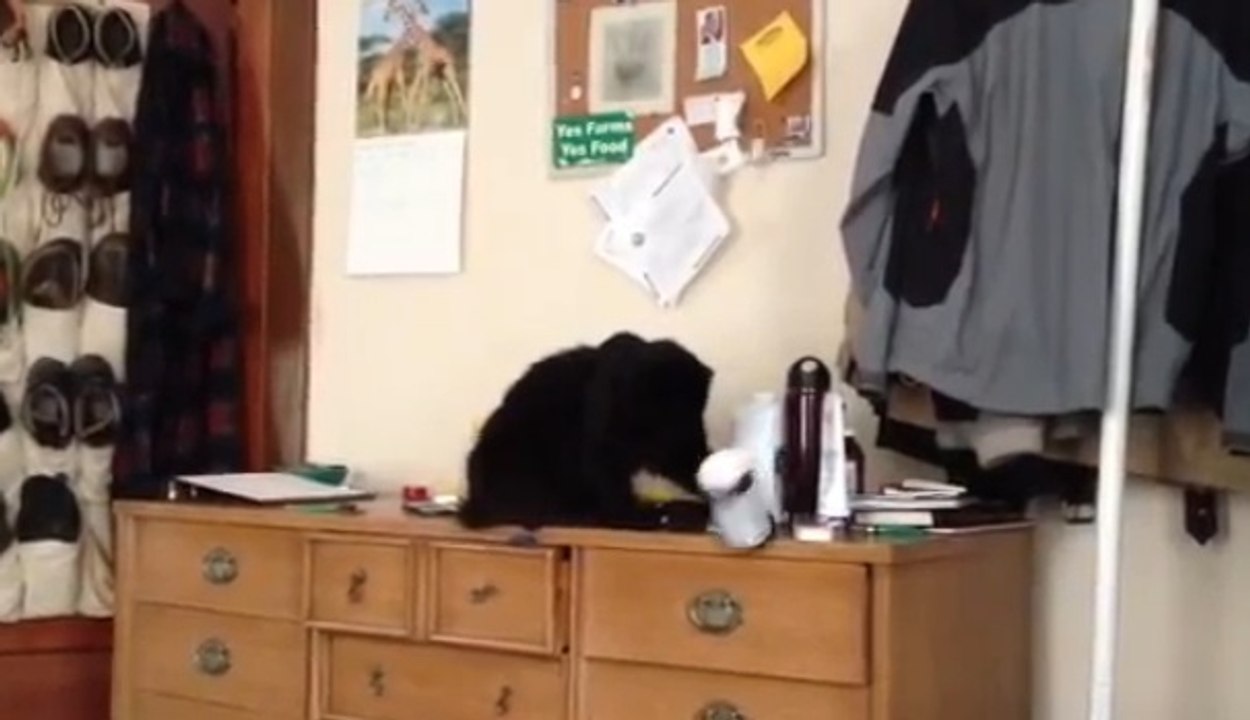 Ce chat est un vrai petit monstre