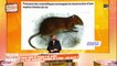 Des scientifiques préparent la résurrection d’une espèce éteinte de rat !