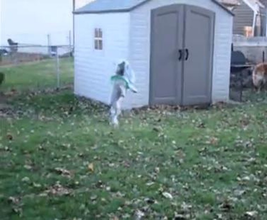 Ce chien rattrape tous les anneaux lancés par sa maîtresse