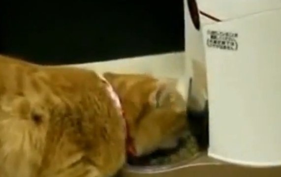 Ce chat devient fou face à son distributeur de croquettes