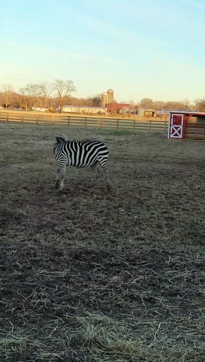 Marty the Zebra Chases Tail