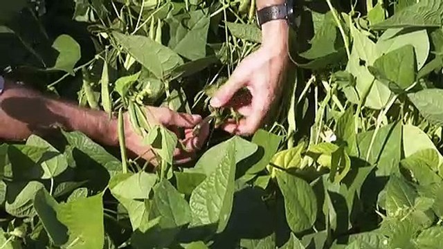 Putin associa inflação mundial a fertilizantes