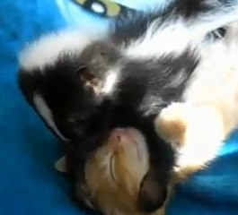 Ce chat se fait réveiller par les bisous d'une moufette