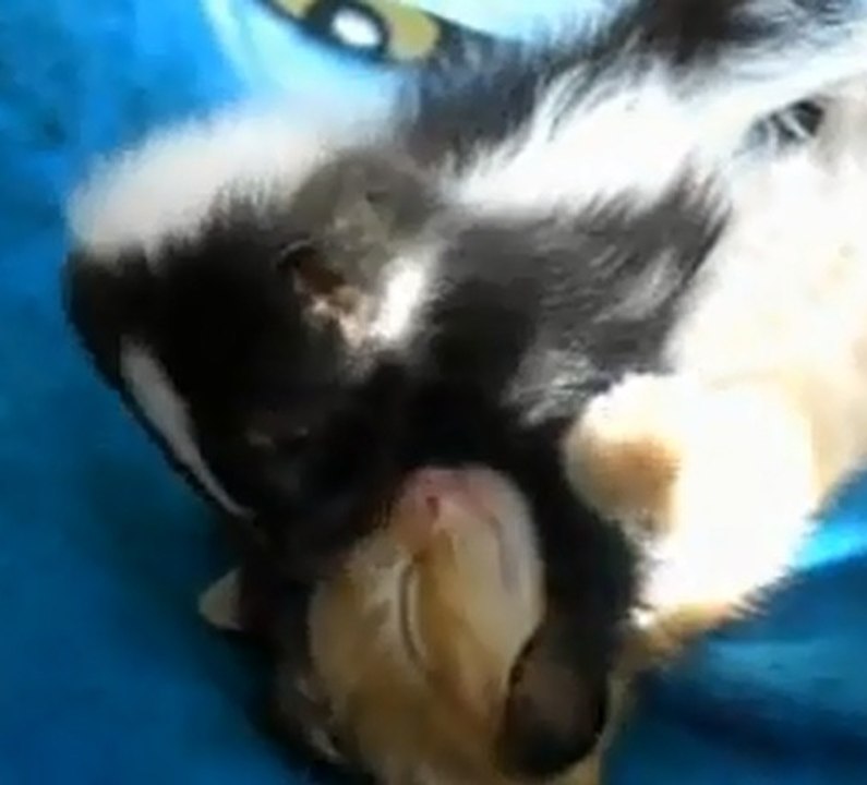 Ce chat se fait réveiller par les bisous d'une moufette