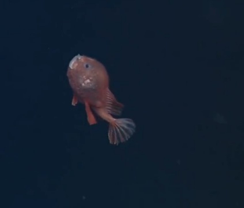 Découvrez les premières images d'un poisson rarissime!