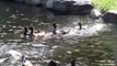 Regardez ces canards découvrir l'eau pour la première fois
