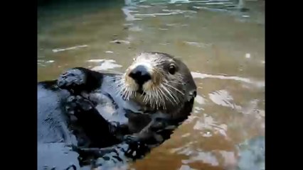 Zapping du web : Cette loutre de mer est très bavarde !
