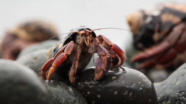 Un million de crabes en pleine migration envahissent une plage