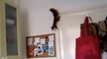 Zapping du web  : Cet écureuil est un animal volant !