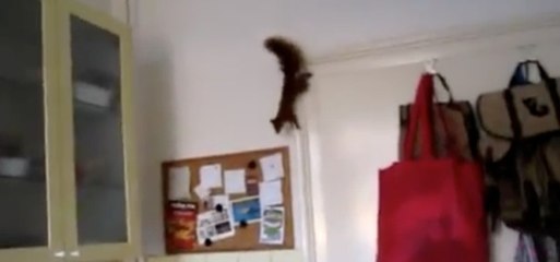 Zapping du web  : Cet écureuil est un animal volant !