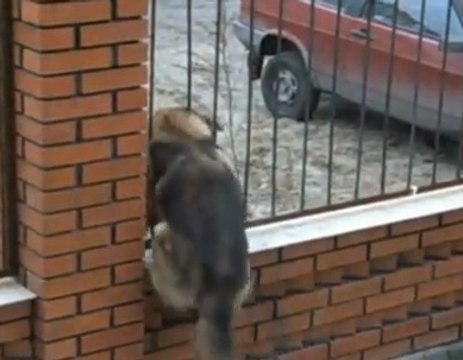 La prochaine saison de Prison Break ne se fera pas sans ce chien