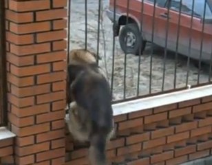 La prochaine saison de Prison Break ne se fera pas sans ce chien