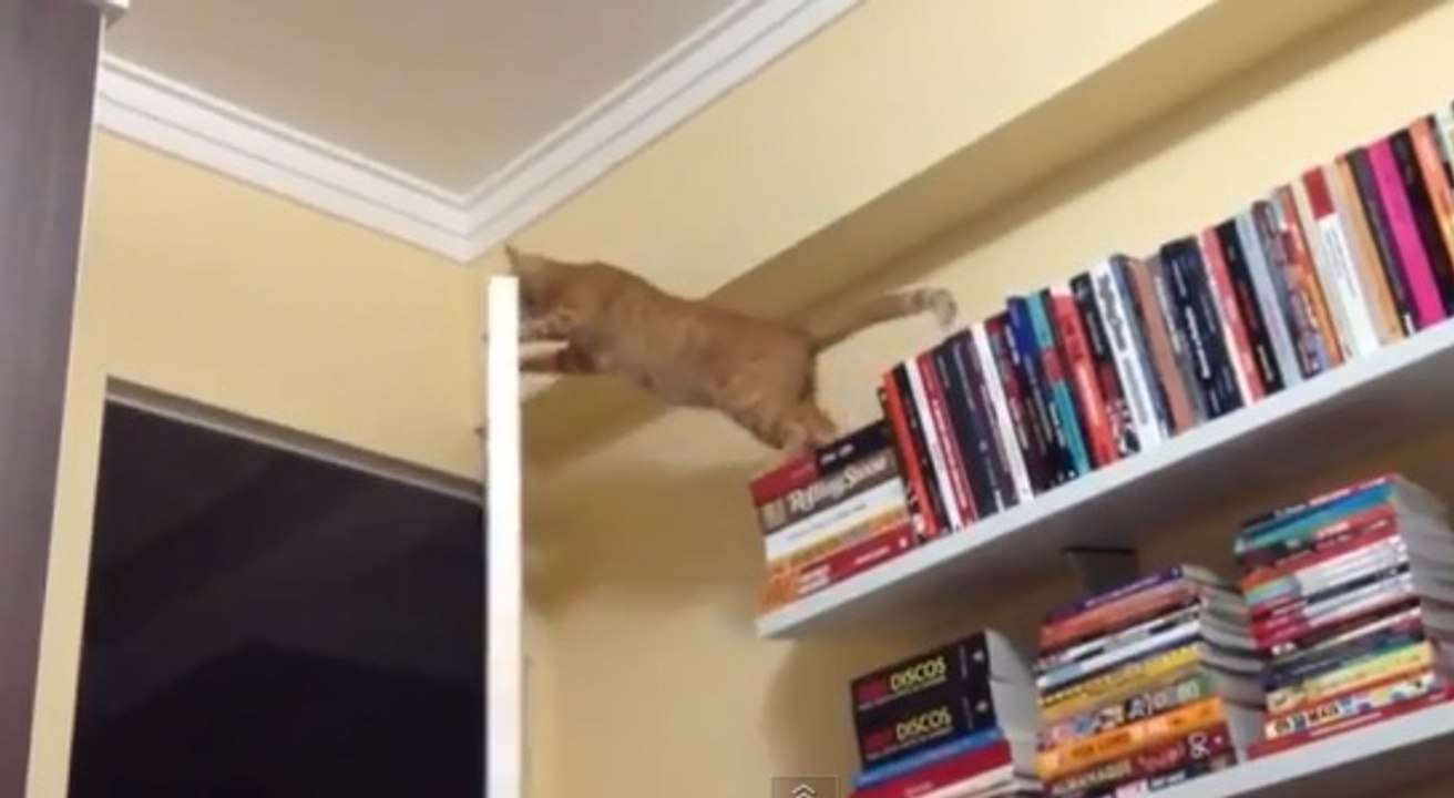 Regardez ce chat faire une énorme chute depuis cette bibliothèque