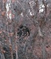 Ces randonneurs ont-il filmé le Bigfoot en pleine forêt ?
