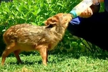 Découvrez Bambu, l'un des plus petits cerfs du monde